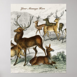 Custom Name Red Deer Hart, Hind, Roebuck Musk Deer Poster