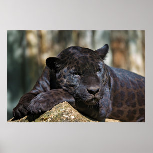 Custom Panther Poster 24" x 16"