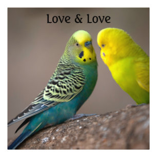 Custom Parrot Image Love text Photo Enlargement