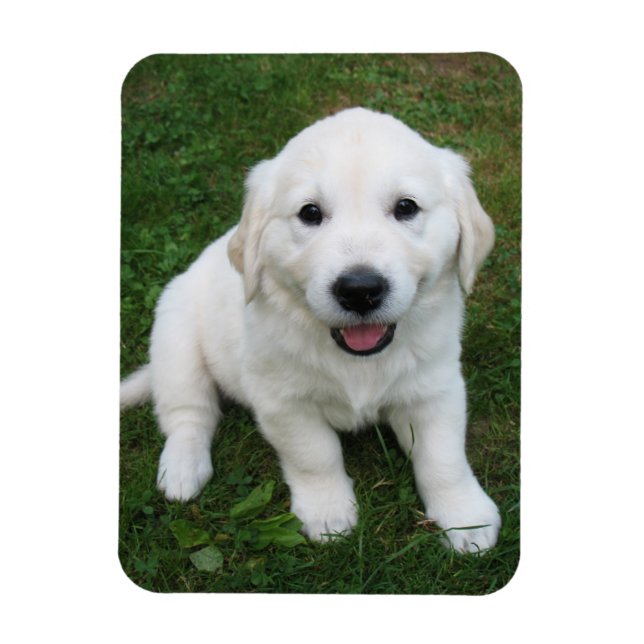 Custom Personalised Photo I Pet Picture Magnet (Vertical)