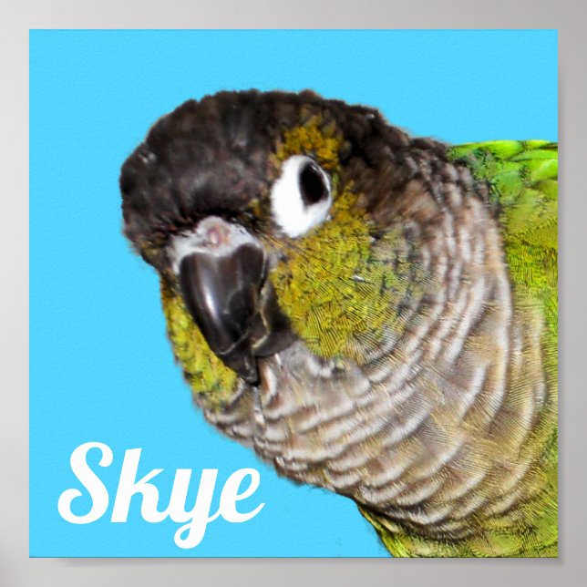 Custom Pet Bird Photo Name Poster (Front)