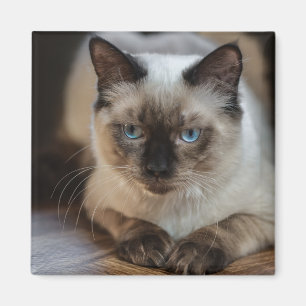 Custom Pet Cat Photo Personalised Magnet