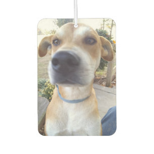 Custom Pet Dog Photo Car Air Freshener