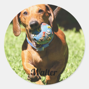 Custom Pet Photo and Text   Classic Round Sticker