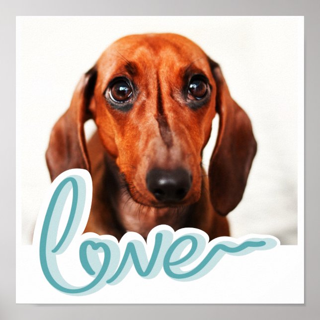 Custom Pet Photo with LOVE in Blue Typography Poster (Front)