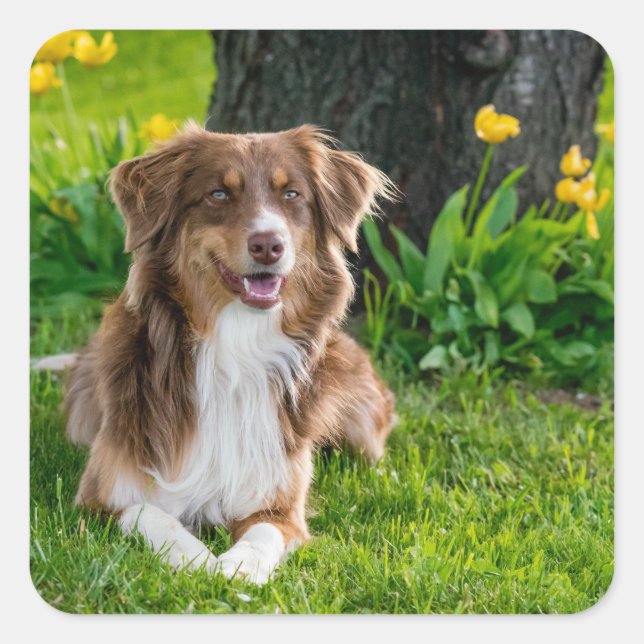 Custom Pet Picture Image Square Sticker (Front)