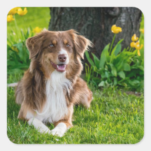 Custom Pet Picture Image Square Sticker