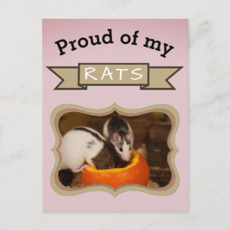 Custom Pet Rat Photo Postcard