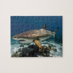 Custom Photo Personalised blue white shark fish Jigsaw Puzzle