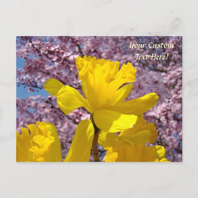 Custom Post Cards Daffodil Flowers Blossoms (Front)
