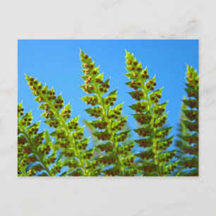 Custom postcards Blue Sky Green Forest Ferns