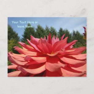 Custom Postcards Dahlia Flowers garden post card