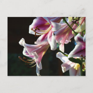 Custom Postcards Pink White Lily Flowers Garden