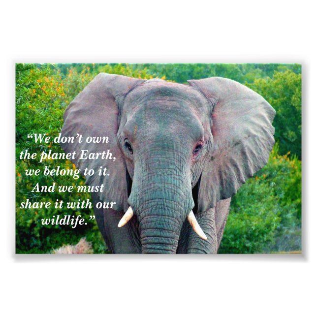 Custom Slogan/Conservation Elephant Bull Photo Print (Front)