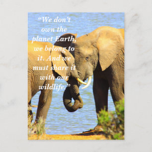 Custom Slogan/Conservation Elephant Love Holiday Postcard