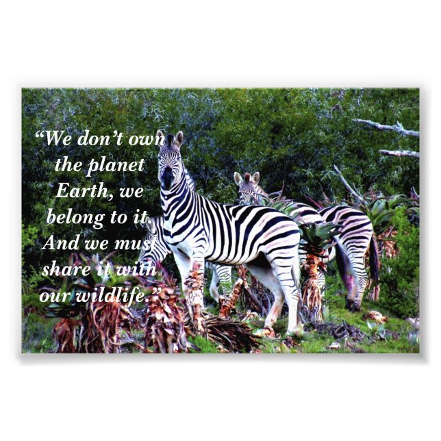Custom Slogan/Conservation Zebra Aloe Photo Print (Front)