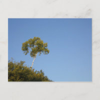 Custom Stand Out From the Crowd Tree Postcards