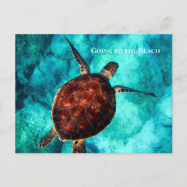 Custom Text Large Sea Turtle Tropical Blue Waters Postcard (Front)
