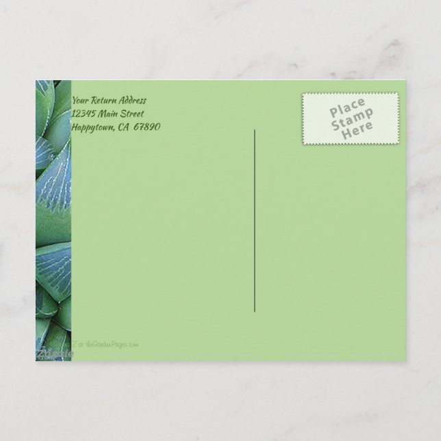 Custom Thank You Green Succulent Plant Postcard (Back)