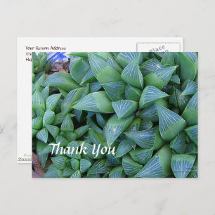 Custom Thank You Haworthia Plants Postcard