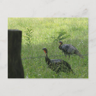 Custom Turkey Postcards