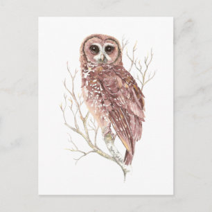 Custom Watercolor Owl, Bird, Nature, Wildlife Postcard