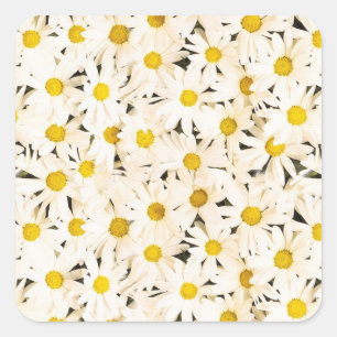 Custom White Daisies Blank Trendy Elegant Template Square Sticker