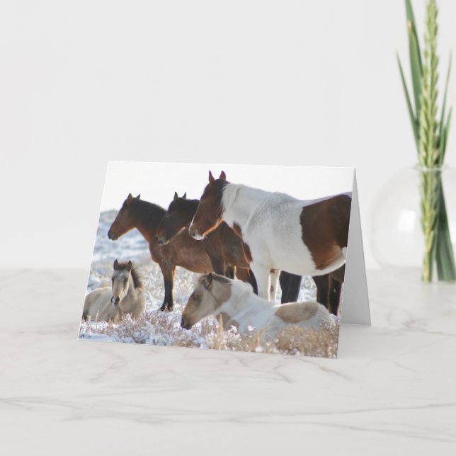 CUSTOM WILD HORSES OF UTAH PINTOS IN SNOW  Card (Front)