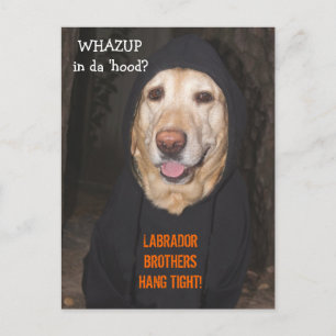 Customisable 90 lb. Lab in Hoodie Postcard
