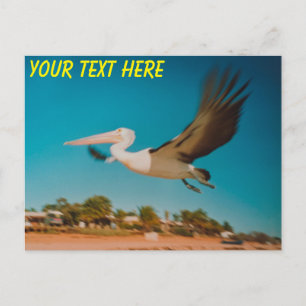 Customisable Australian pelican Postcard