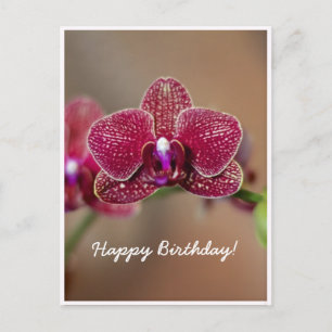 Customisable Beautiful Red Orchid Birthday Postcard