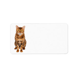 Customisable Bengal Kitten Address Label. Label