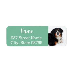 Customisable Bernese Mountain Dog