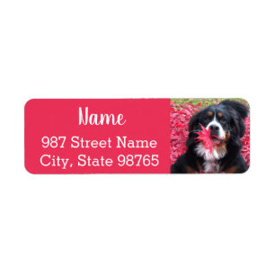 Customisable Bernese Mountain Dog