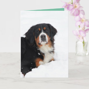 Customisable Bernese Mountain Dog Card