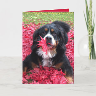 Customisable Bernese Mountain Dog Card
