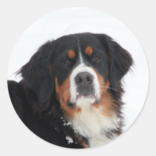 Customisable Bernese Mountain Dog Classic Round Sticker