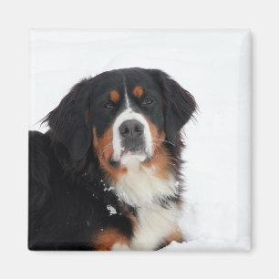 Customisable Bernese Mountain Dog Magnet
