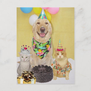Customisable Birthday Greeting or Invitation Postcard
