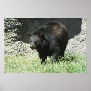 Customisable Black Bear Poster
