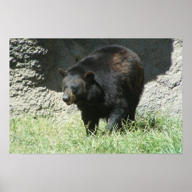 Customisable Black Bear Poster (Front)
