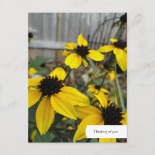 Customisable Black Eyed Susan Garden Postcard