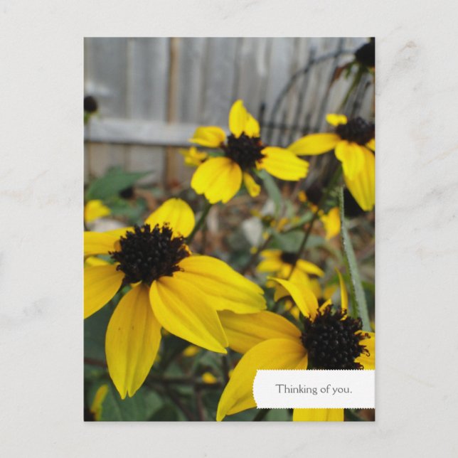 Customisable Black Eyed Susan Garden Postcard (Front)