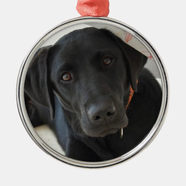 Black Labrador Gifts & Gift Ideas Zazzle UK