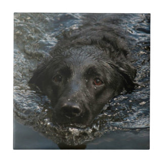 Customisable Black Labrador Retriever Tile