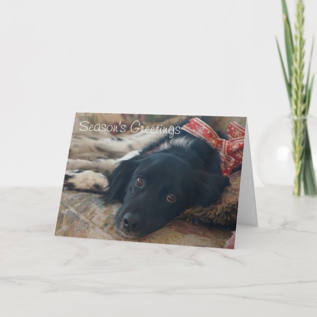 Customisable Brittany Dog Holiday Notecard xmas (Front)