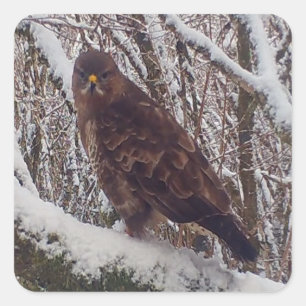 Customisable Buzzard on Snowy Branch Snowy Forest Square Sticker