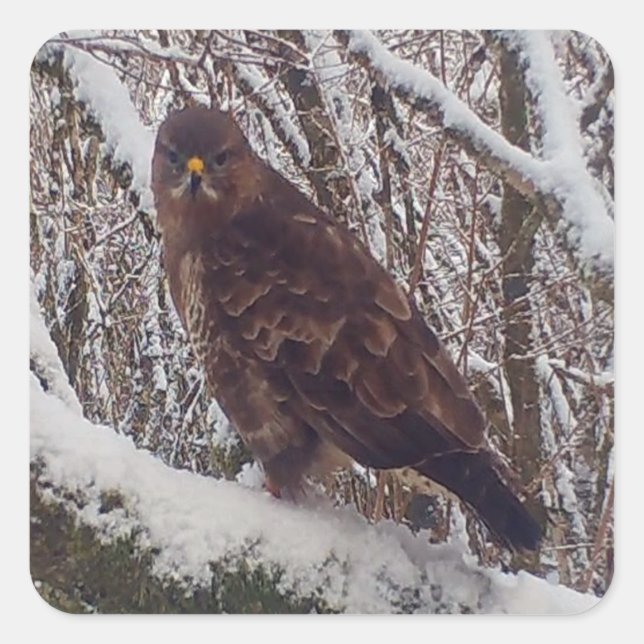 Customisable Buzzard on Snowy Branch Snowy Forest Square Sticker (Front)