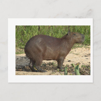 Customisable Capybara Gifts and Tees - Add Text Postcard