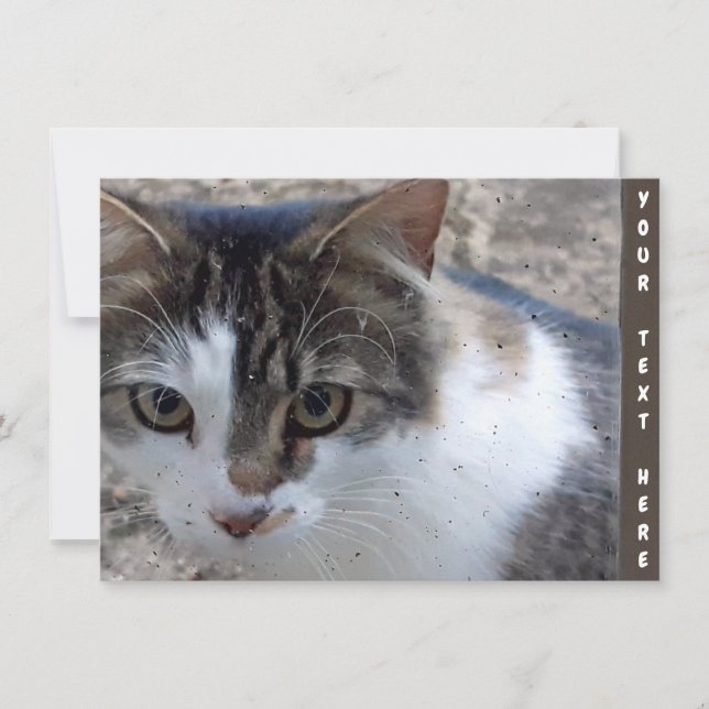 Customisable cat at the window Card (Front)